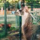 У тернопільському гідропарку «Сопільче» відкрився зоокуток