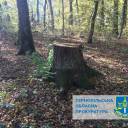 На Тернопільщині незаконно вирубали дерев майже на триста тисяч