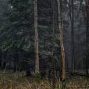 На Тернопільщині знайшли мертвим чоловіка, який зник кілька днів тому