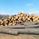 На Тернопільщині через недбалість чиновників вирубали «чужий» ліс на 2 млн грн