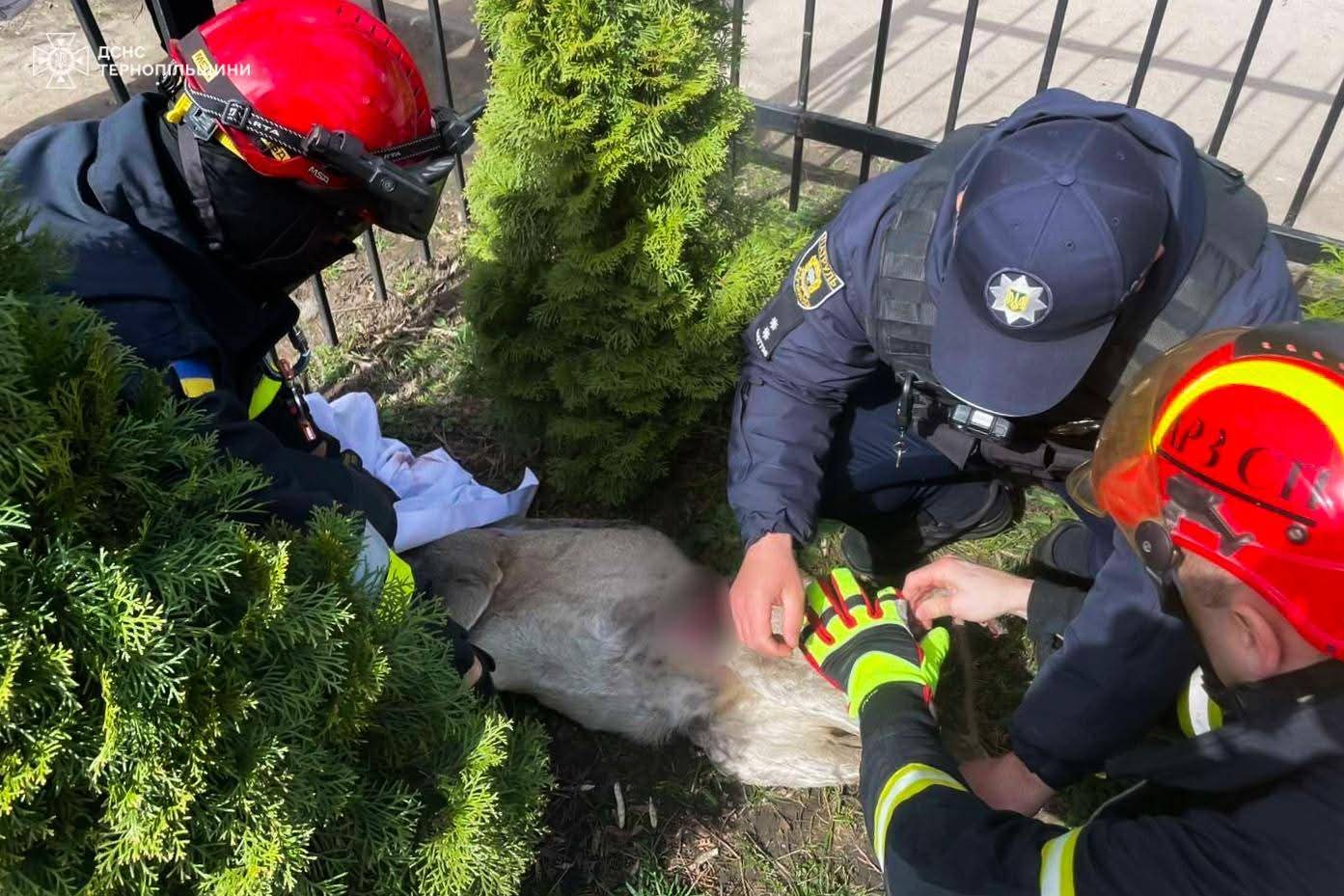 FB IMG 1775630382356