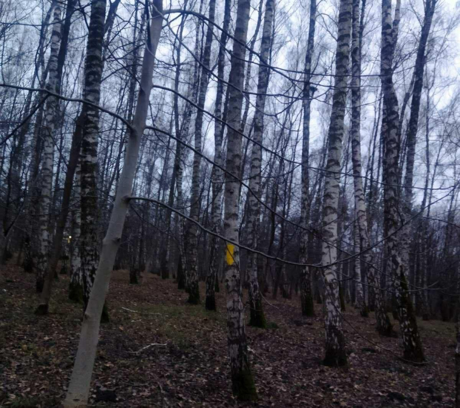 dereva park 30 12 25 6