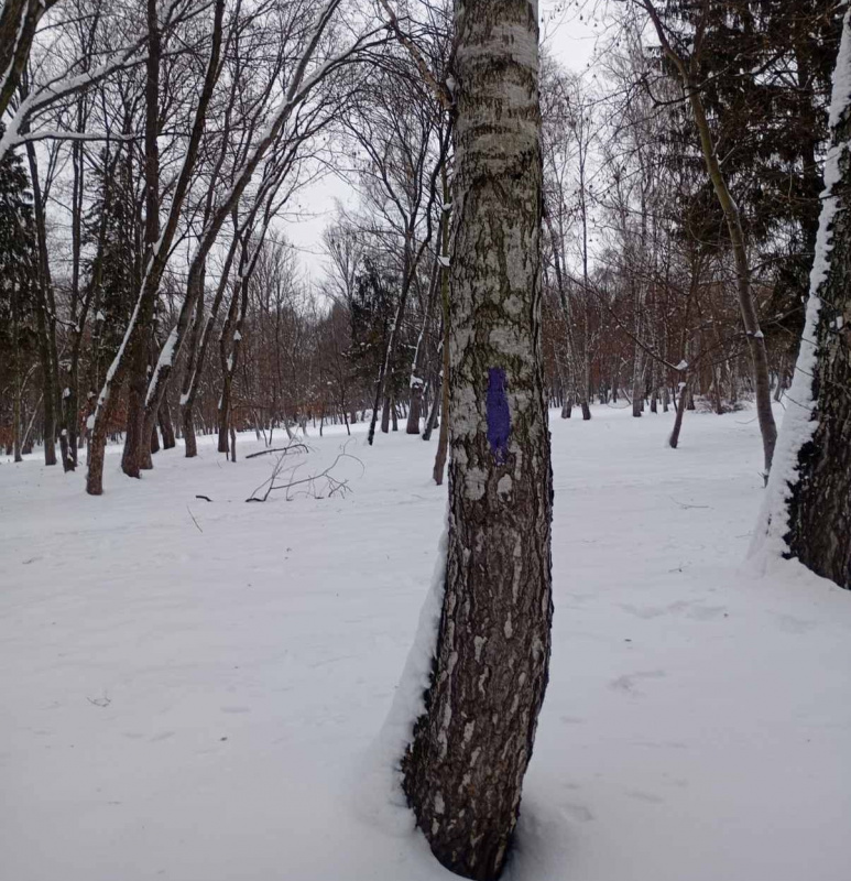 dereva sopilche 23 01 26 3