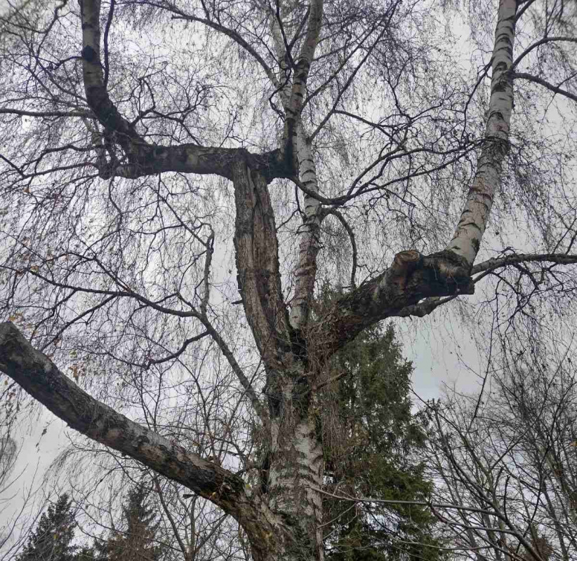 golovne foto dereva park zdorovya 10 12 25 3