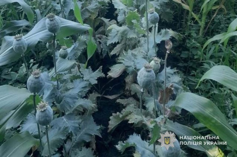 img 7b7c8b8f0470028dbf5abf7794bd3dca 1