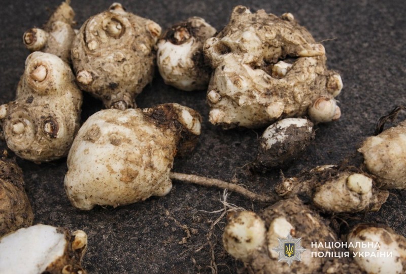 img a4dfc793aab6e3e4acebc64085776911