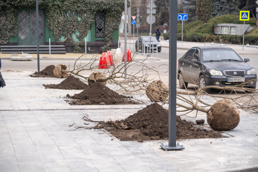 дерева на грушевського 23.12.25 3