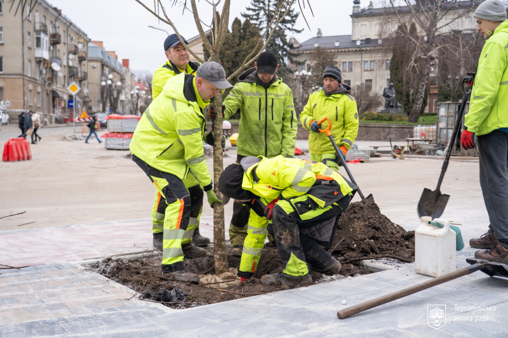дерева на грушевського 23.12.25 4