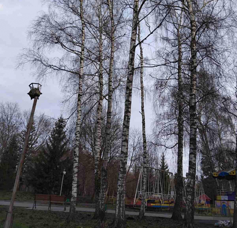 avariyni derevaa 15 12 25