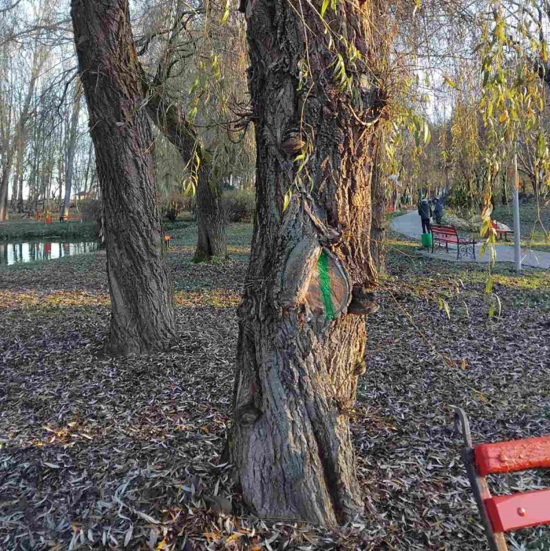 dereva 241125 1 ndash kopiya